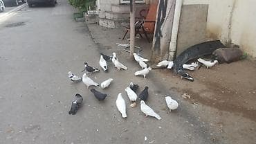 Ev göyərçinləri – müxtəlif rəng və naxışlarda - Növ: evdə bəslənən