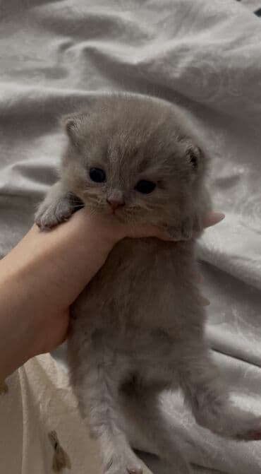 pişiy şəkilləri: Erkək, Yaxşı əllərə, Ünvandan götürmə — 2