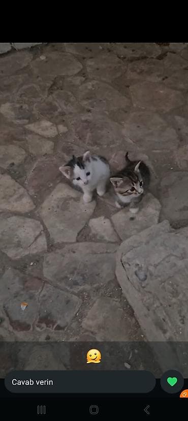 щенки на продажу: В добрые руки — 2