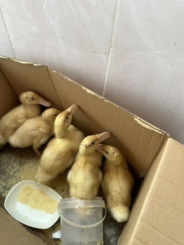 ördək balası satışı: Məhsul: Sarı ördək balaları (qarton qutuda, bir neçə baş) Təsvir: - — 4