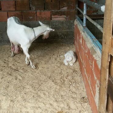 qoyun şəkli: Süd keçisi – yüksək südverməli, ağ rəngli, saqqallı dişi — 7