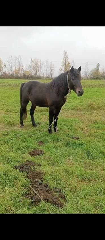 tutu kuşu: Qara rəngdə at – güclü bədən quruluşu, qalın yel və quyruq. Açıq otlaq — 1