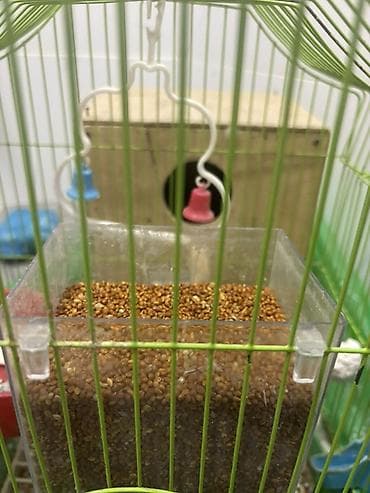 papuqay sesi: Sarı-yaşıl rəngli dalmatin naxışlı 1 ədəd erkək (papuqay) satılır — 3