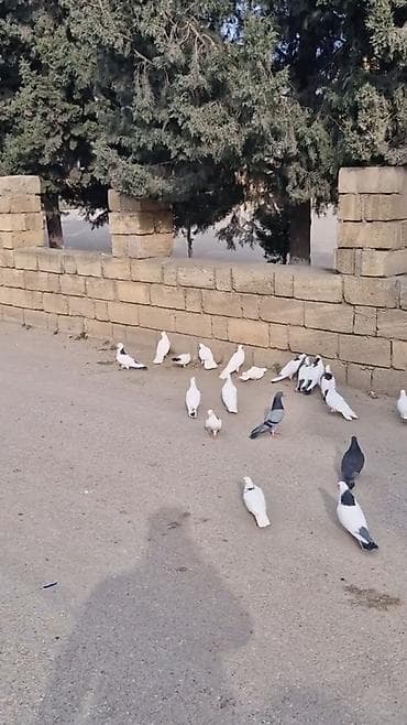 danisan papuqay satilir: Tergizilme goyercinlerdi saatlari var amma tecili pul lazimdi ona gore — 3