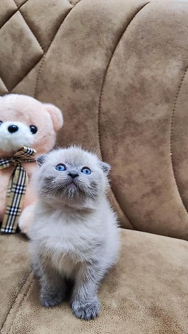 pişikler ucuz: Şotland, Erkək, Cütləşmə üçün — 4