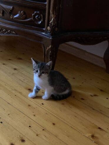 где можно купить котенка: Dişi, Yaxşı əllərə — 4