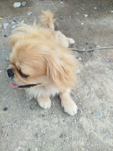 ev itləri ucuz: Pekines — 3