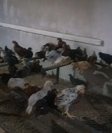 Qazlar: Toyuq cücələri, Ətlik — 3