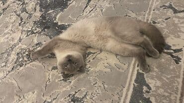 Asia: Britan, Erkək — 3