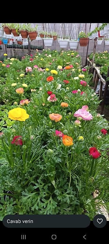 Buket güllər: Məhsul: dekorativ dibçək gülləri • Qırmızı sardunya (Pelargonium) – — 9