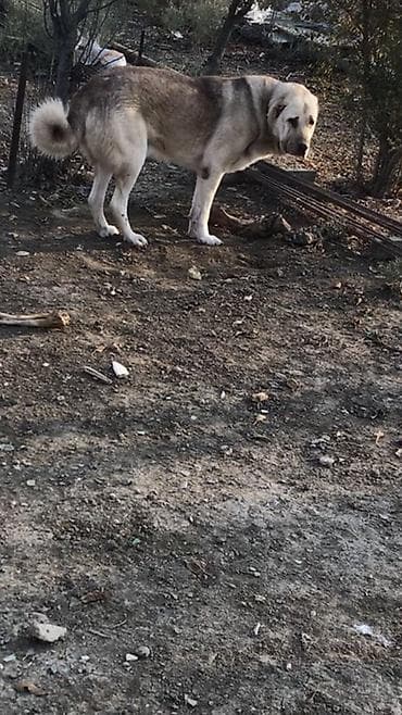 sərab çoban iti: Erkek itdi 4 yaş var boy 80 çəki 60+ itə qəşəy gedir barter mümkündü — 3