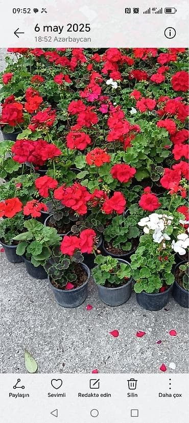 ekran gul sekilleri: Felerqoniua — 3