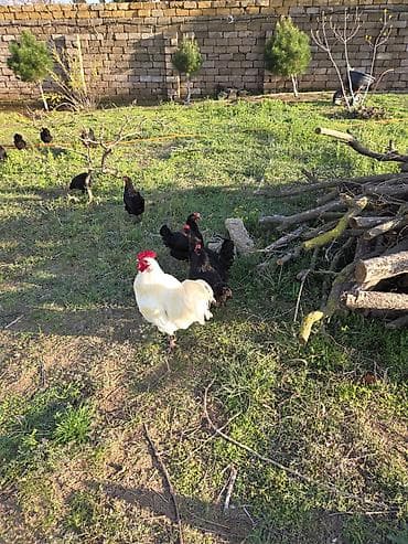 cuce satisi: Temiz qan Australorp cuceleri .3-gunluk 3 manat,20 gunluk -5manat — 6