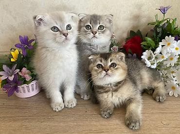 heyvan: Şinşilla, Erkək, Dişi, Ünvandan götürmə — 5