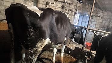 xaski sekileri: Süd istiqamətli inək sürüsü - Qara-ağ rəngli, iri cüssəli süd — 8