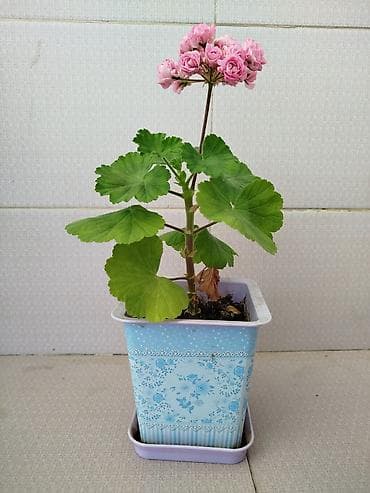 bezek bitkileri adlari: Geran yeni sort pink. Böyük ölçülü də var — 3