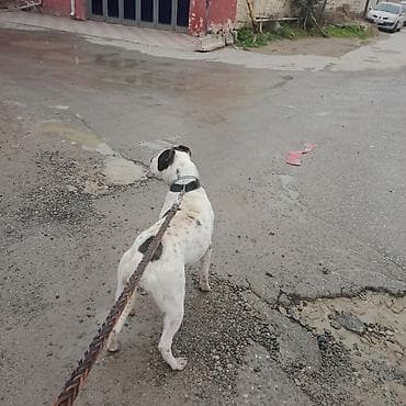 ağ siçan: Amerikan buldoqu, Erkek, Peyvəndli — 4