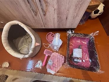 pişik adı: Britan yastı qulaq, Dişi, Yaxşı əllərə, Ünvandan götürmə — 5