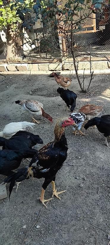 kend cuceleri: Toyuq, Damazlıq — 1