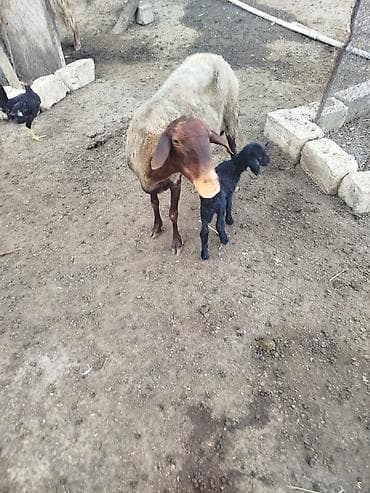 qaradolaq qoyun: Ana qoyun bala ilə birlikdə - Növ: qoyun (ana) və yaxın zamanda — 1