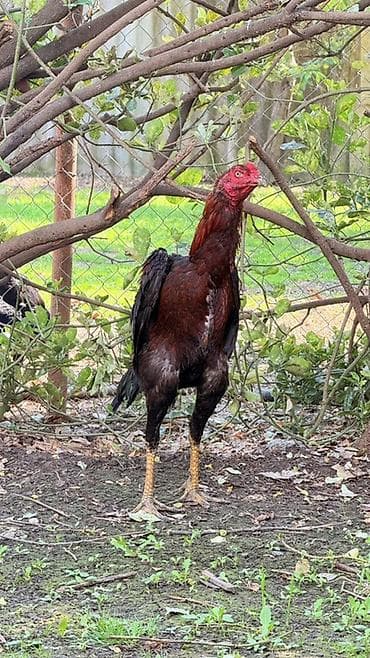 cücə və xoruz təmsil: Xoruz, Heyratı, il: <1, Rayonlara çatdırılma — 1