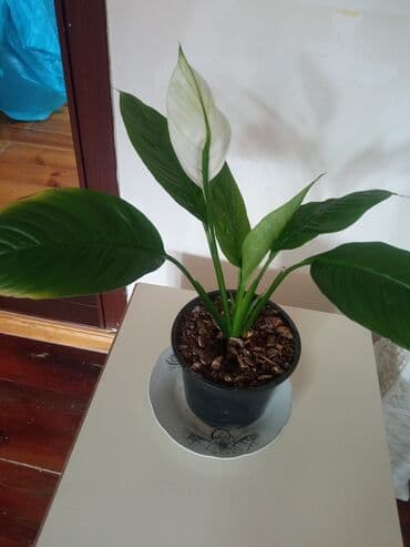 Qadın xoşbextliyi gülü . bariş gülü de deyilir lalafo.az -da Qadın xoşbextliyi gülü . bariş gülü de deyilir