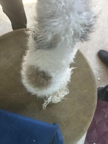 5 ay, Erkek, Peyvəndli, Pulsuz çatdırılma — 3