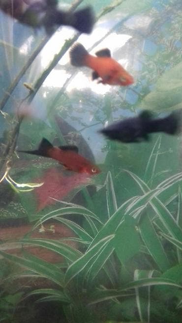 İtlər: Meçenos optavoy 80 qepi̇k.Zabrat 1 — 3