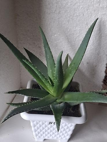 Aloe vera (sukkulent) – dekorativ və faydalı otaq bitkisi - Növ: Aloe lalafo.az -da Aloe vera (sukkulent) – dekorativ və faydalı otaq bitkisi - Növ: Aloe