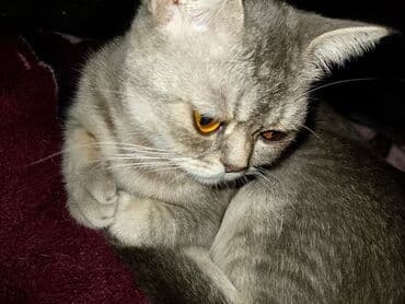 art tekstil: Rəng - Bənövşəyi Mikrofiber Pled — 10