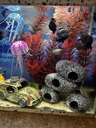 Heyvanlar üçün mallar: Dördbucaq akvarium, Balıqlarla birlikdə, 25 l — 6