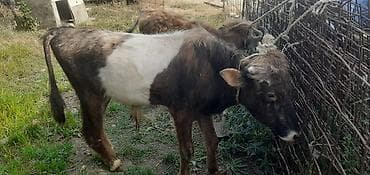 qara mal: Dana, buzov, Erkək, ay: 4, 50 kq, Damazlıq, Ödənişli çatdırılma, Ünvandan götürmə — 2