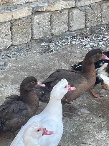 Toyuqlar: Erkək, | Lal ördək, Damazlıq, Ünvandan götürmə, Ödənişli çatdırılma — 3