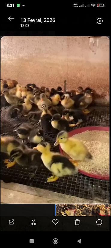 Muscovy ördəyi balaları (indo-ördəklər) - Yaş: yeni çıxmış/erkən dövr