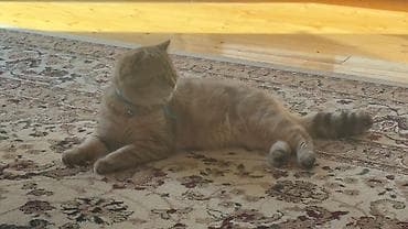 pisiy balalari: Britan — 4