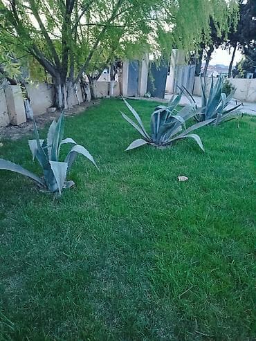 mal dili bitkisinin faydaları: Yasəmən ağacları dioçəkdə satılır biri 15₼. Kaktus formasında olan — 1