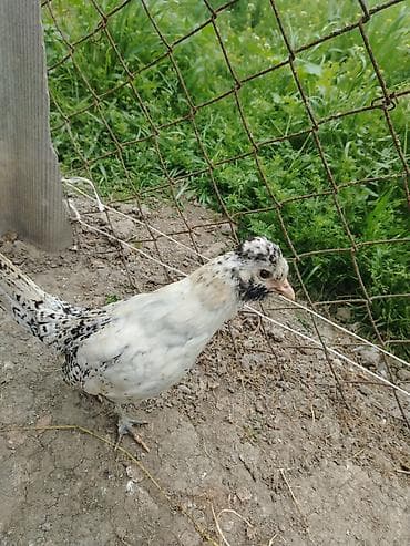 cins inəklərin satışı: Toyuq, Yumurtalıq — 6