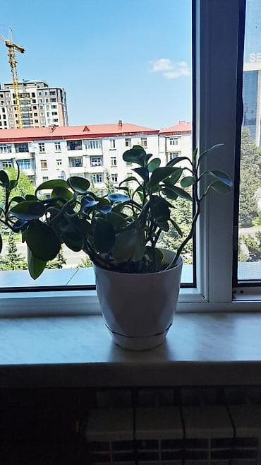 ev gulleri ve adlari: Dekorativ otaq bitkisi – Peperomiya (Peperomia obtusifolia) - Qalın — 3