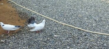 göyercin yuvası: Məhsul: Qüvvətli uçuş və baxımlı görünüşə malik ev göyərçinləri — 30