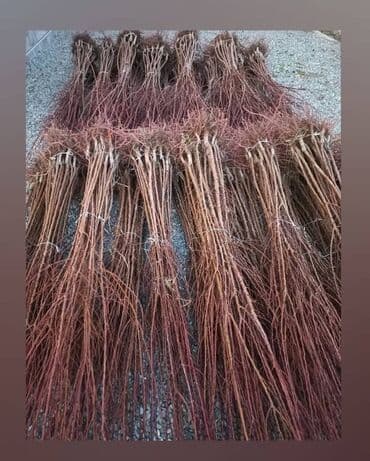 ağ gilas mürəbbəsi: Şahtut və gilas tingləri - Növ: Şirin gilas tingləri (ağ-sarı meyvəli — 3