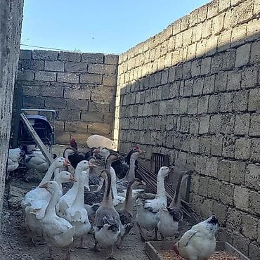 Kənd təsərrüfatı quşları: Təsərrüfat üçün qaz sürüsü kuban qazlar satılır hamisi cavan quslardi — 1