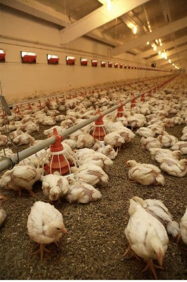 çoban işi arayanlar: Broylər quşçuluq ferması üçün məsuliyyətli, öz malı kimi baxa biləcək — 2