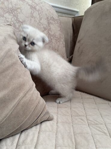 ən bahalı it cinsləri: Şotland yastı qulaq — 2