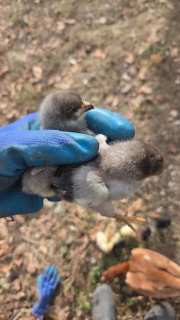 Toyuq cücələri, Damazlıq lalafo.az -da Toyuq cücələri, Damazlıq