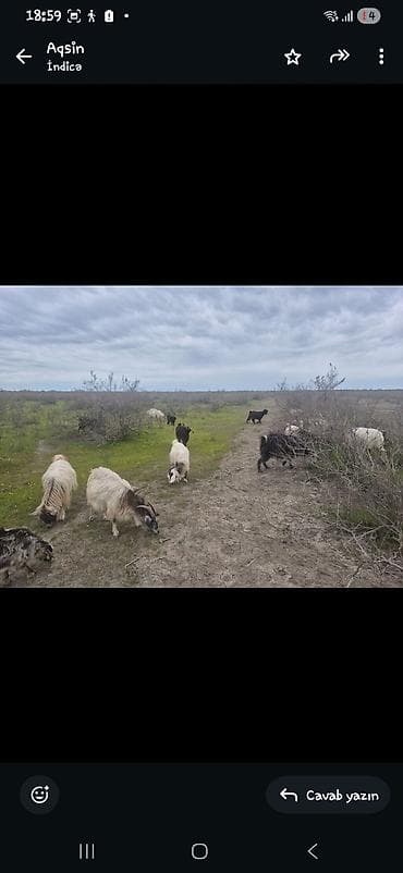 ev pisikleri satışı: Keci ve cepisler suru halinda satilir qiymet razilasma yolu ile — 1