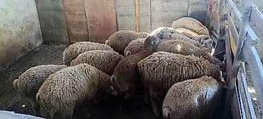 ağ baliq: Qurbanlıq quzular qiymətdə razılaşmaq yolu ilə. Qoyun sürüsü – ət və — 2