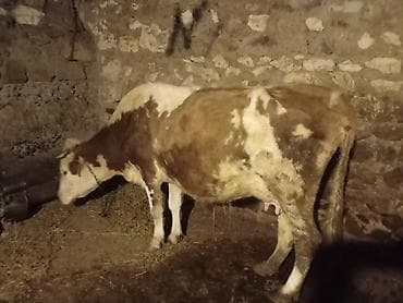 Mal-qara: Dişi, Simental, il: 4, 140 kq, Damazlıq, Ətlik, Ünvandan götürmə — 2