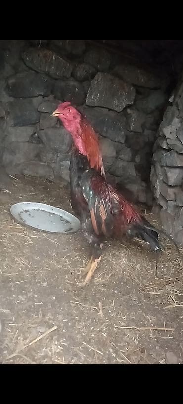 çin bıldırcını: Məhsul: Uzunboyun döyüş tipli xoruz Təsvir:11 ayliqdi ceki 2kg.800 — 2