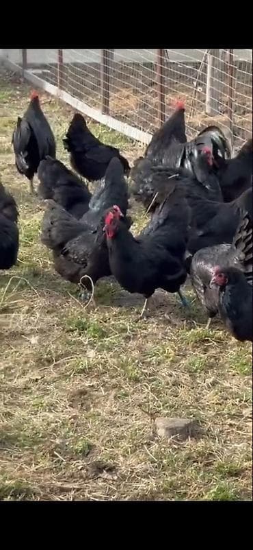 Quşlar: Astirolop toyuqları 11 eded satılır 2 xoruz 9 toyuq — 2