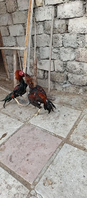 bud dibi toyuq: Heyrati ailəsi satılır. tam sağlam heyvanlardı xoruz 70 manat fereler — 7